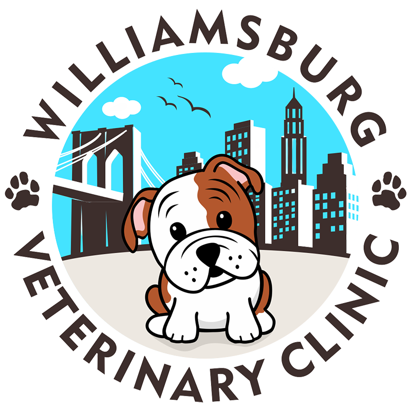 Best Veterinary Hospital in Brooklyn, NY | Williamsburg Veterinary Clinic