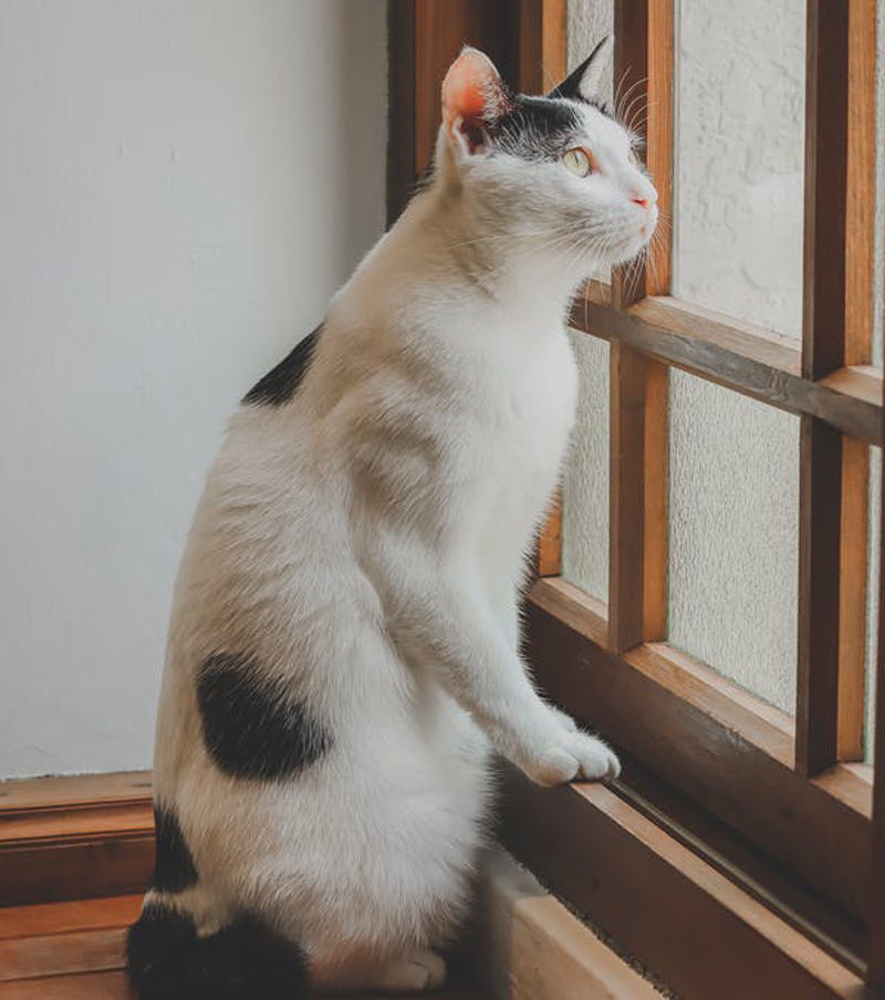 Pet Echocardiogram/Ultrasounds in Brooklyn, NY Williamsburg