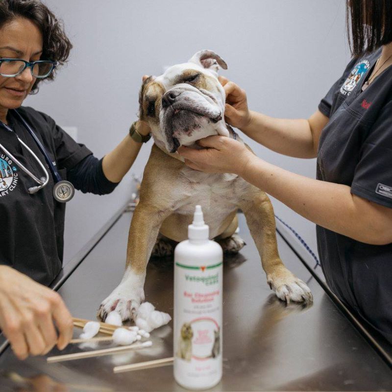 Food Allergies and Doing a Strict Food Trial Williamsburg Veterinary