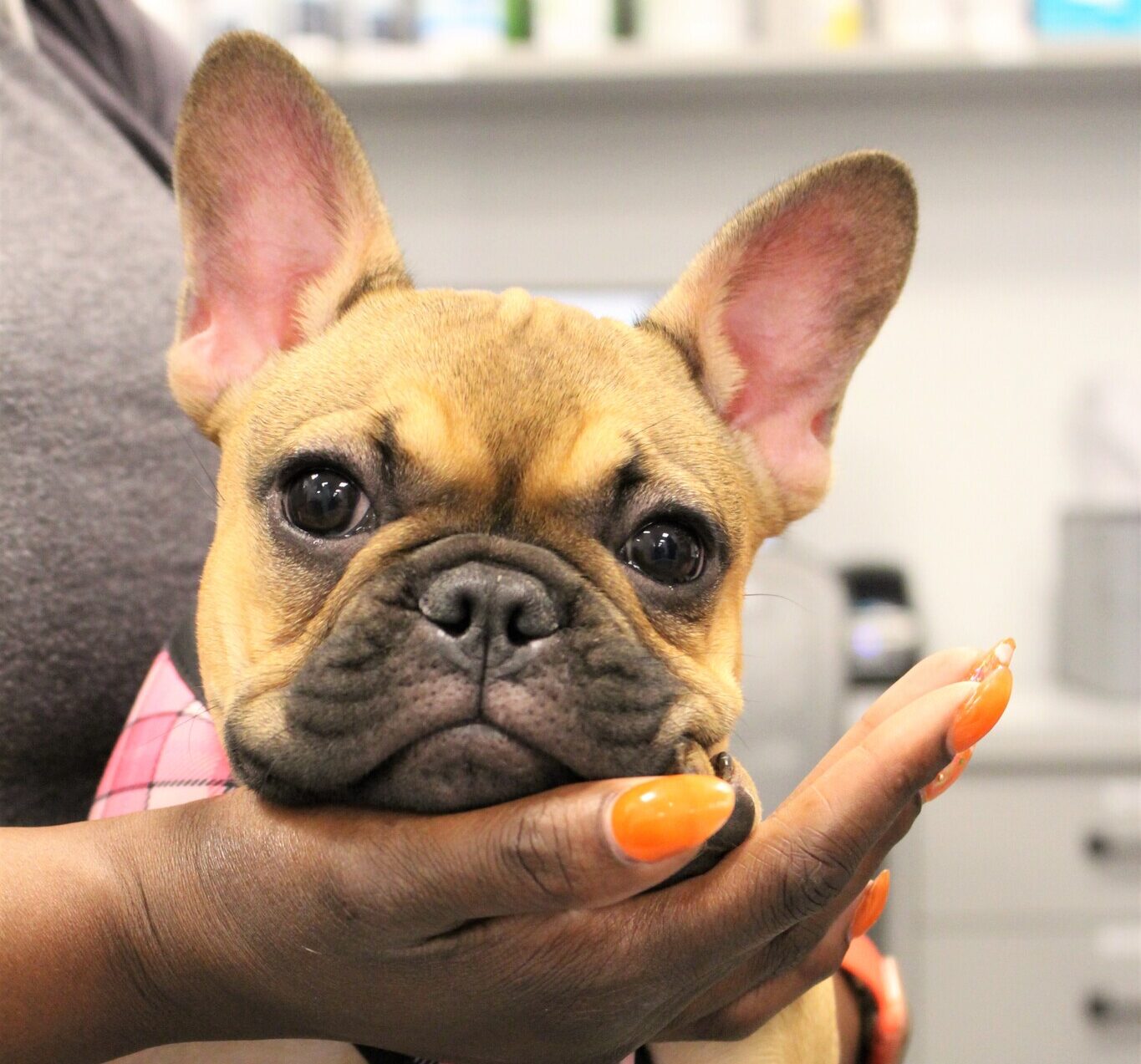 Pet Vaccines Brooklyn, NY Williamsburg Veterinary Clinic