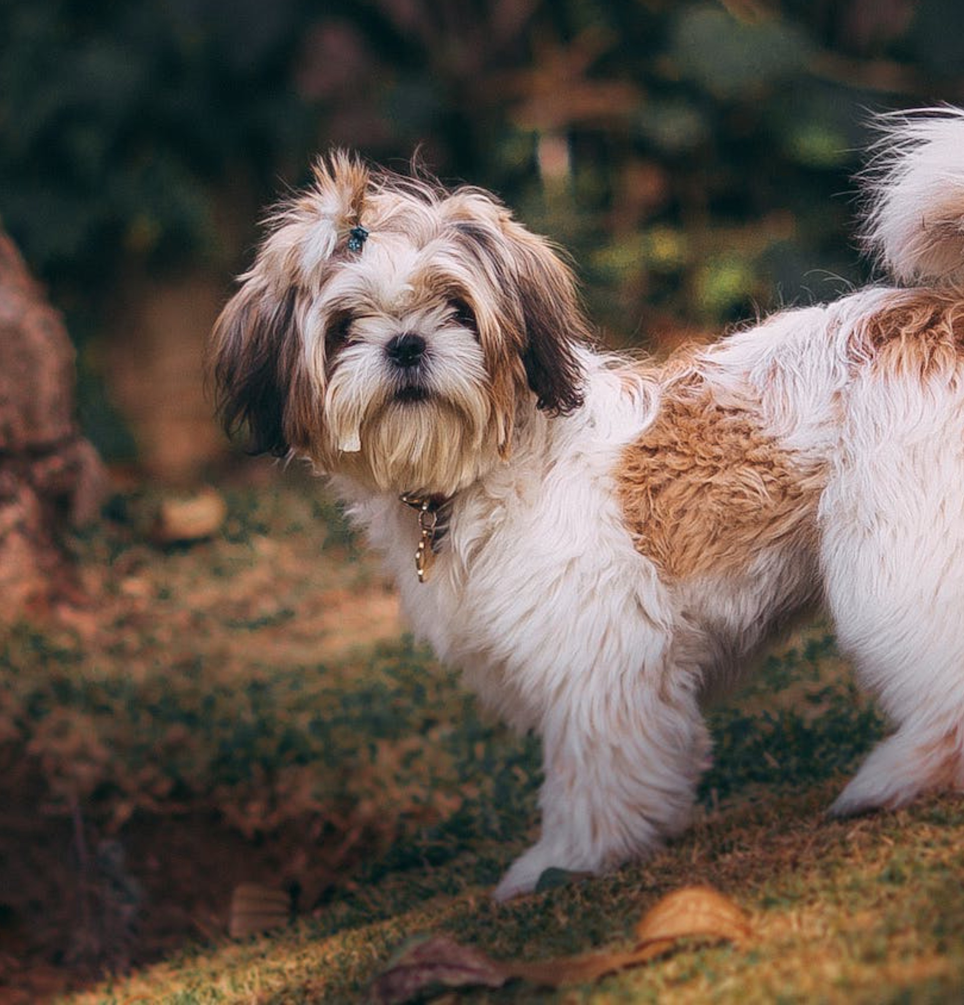 Pet Medical Insurance Williamsburg Veterinary Clinic Pet medical insurance williamsburg veterinary clinic